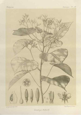 Reproducción/Reproduction 49786174517: Histoire physique, naturelle, et politique de Madagascar. Paris :Impr. nationale,1885-. 