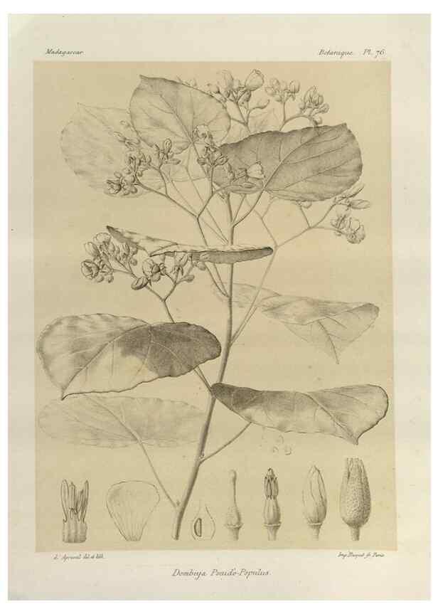 Reproducción/Reproduction 49786174697: Histoire physique, naturelle, et politique de Madagascar. Paris :Impr. nationale,1885-. 