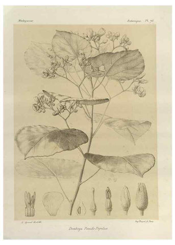 Reproducción/Reproduction 49786174697: Histoire physique, naturelle, et politique de Madagascar. Paris :Impr. nationale,1885-. 