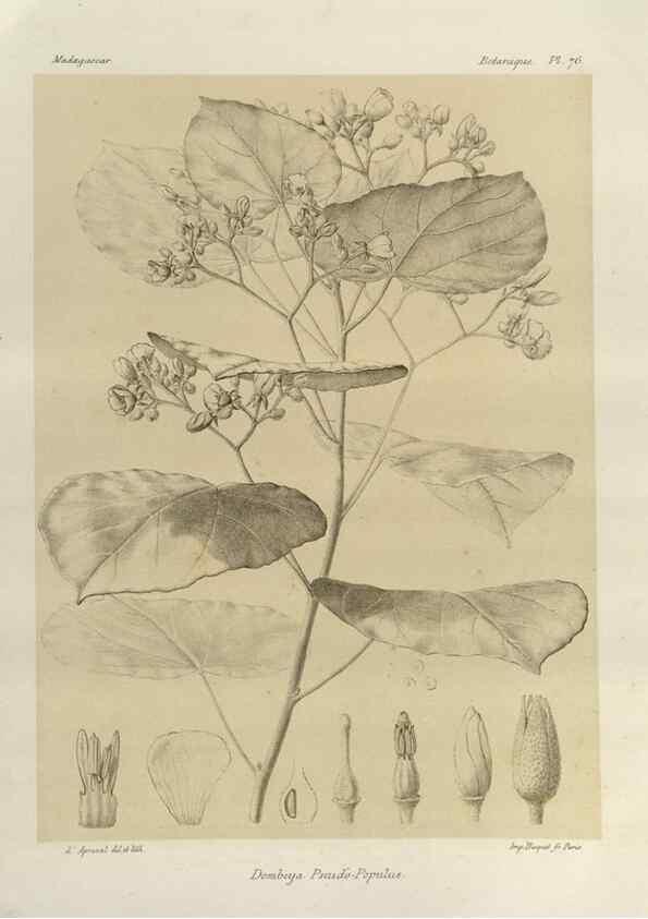 Reproducción/Reproduction 49786174697: Histoire physique, naturelle, et politique de Madagascar. Paris :Impr. nationale,1885-. 