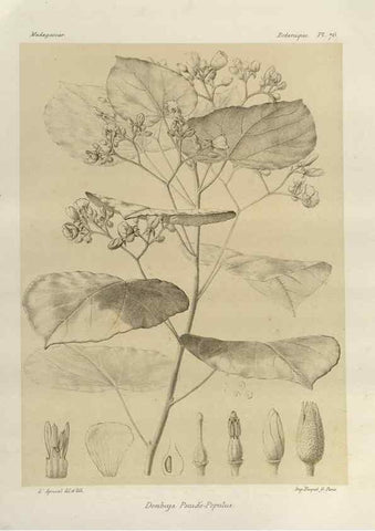 Reproducción/Reproduction 49786174697: Histoire physique, naturelle, et politique de Madagascar. Paris :Impr. nationale,1885-. 