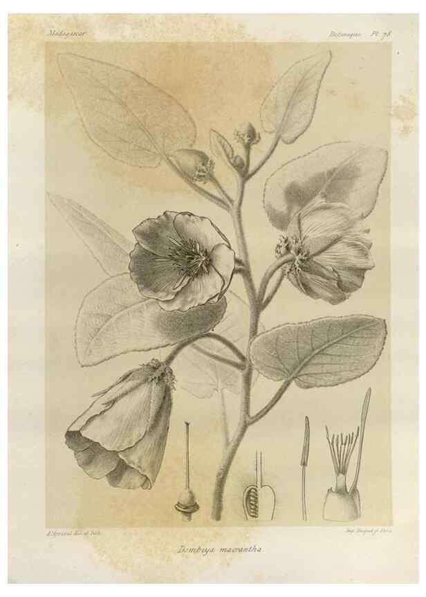 Reproducción/Reproduction 49785853781: Histoire physique, naturelle, et politique de Madagascar. Paris :Impr. nationale,1885-. 