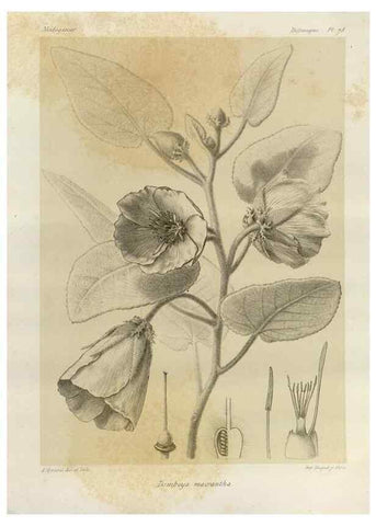 Reproducción/Reproduction 49785853781: Histoire physique, naturelle, et politique de Madagascar. Paris :Impr. nationale,1885-. 