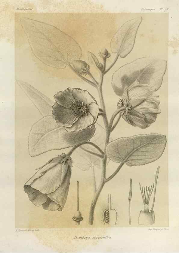Reproducción/Reproduction 49785853781: Histoire physique, naturelle, et politique de Madagascar. Paris :Impr. nationale,1885-. 