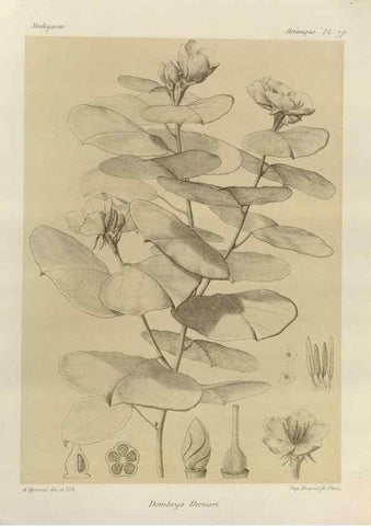 Reproducción/Reproduction 49786175612: Histoire physique, naturelle, et politique de Madagascar. Paris :Impr. nationale,1885-. 