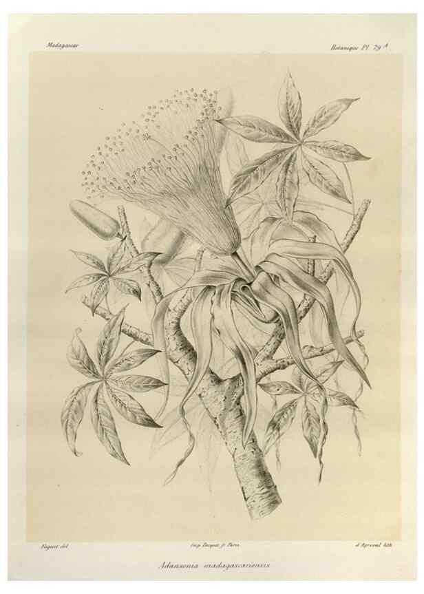 Reproducción/Reproduction 49786176017: Histoire physique, naturelle, et politique de Madagascar. Paris :Impr. nationale,1885-. 