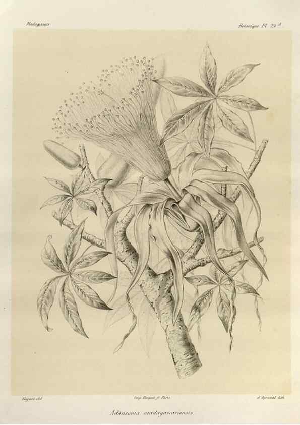 Reproducción/Reproduction 49786176017: Histoire physique, naturelle, et politique de Madagascar. Paris :Impr. nationale,1885-. 