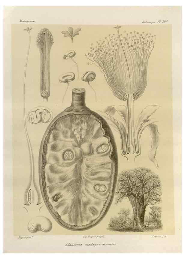 Reproducción/Reproduction 49785854771: Histoire physique, naturelle, et politique de Madagascar. Paris :Impr. nationale,1885-. 