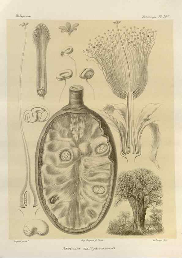 Reproducción/Reproduction 49785854771: Histoire physique, naturelle, et politique de Madagascar. Paris :Impr. nationale,1885-. 