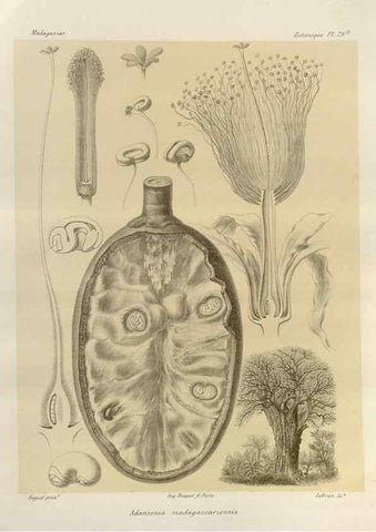 Reproducción/Reproduction 49785854771: Histoire physique, naturelle, et politique de Madagascar. Paris :Impr. nationale,1885-. 
