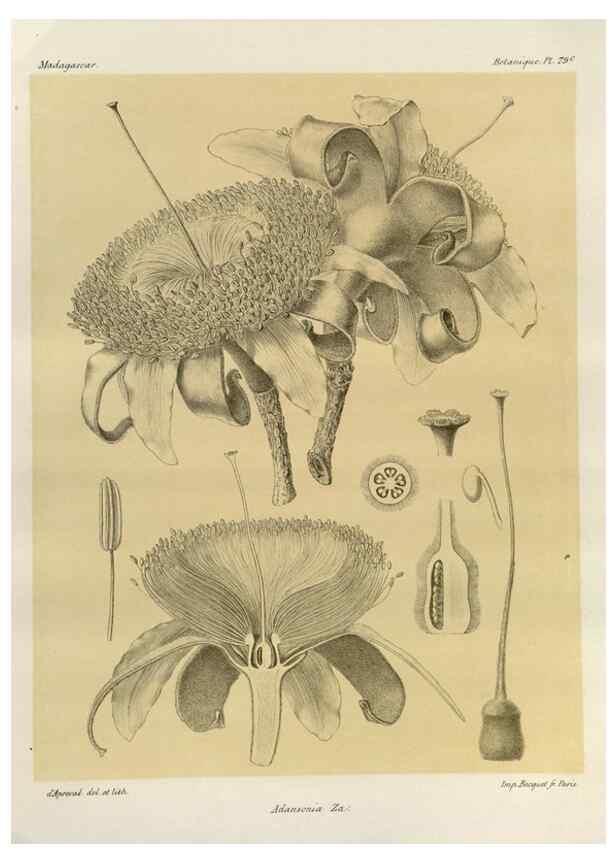 Reproducción/Reproduction 49785317683: Histoire physique, naturelle, et politique de Madagascar. Paris :Impr. nationale,1885-. 
