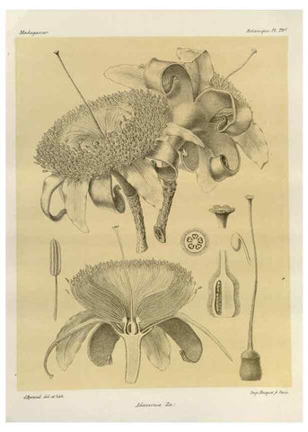 Reproducción/Reproduction 49785317683: Histoire physique, naturelle, et politique de Madagascar. Paris :Impr. nationale,1885-. 