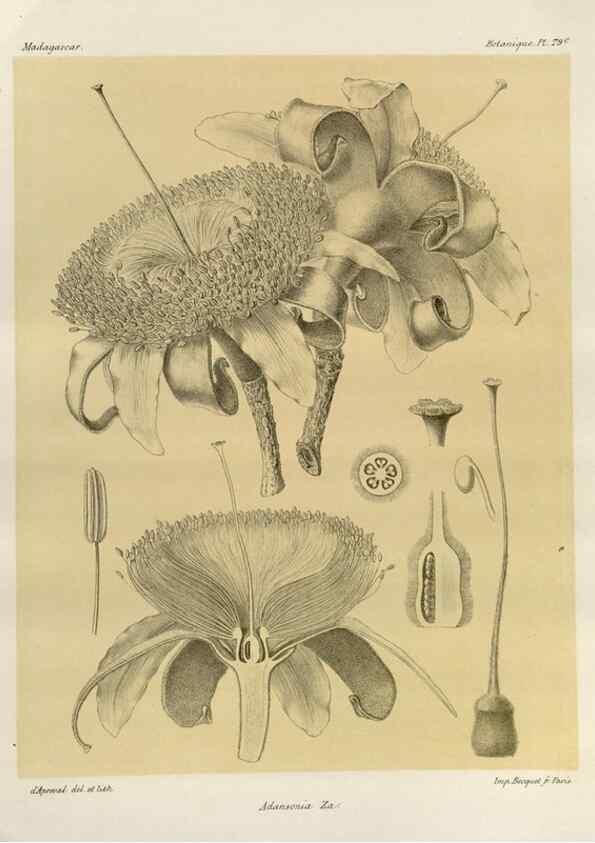 Reproducción/Reproduction 49785317683: Histoire physique, naturelle, et politique de Madagascar. Paris :Impr. nationale,1885-. 