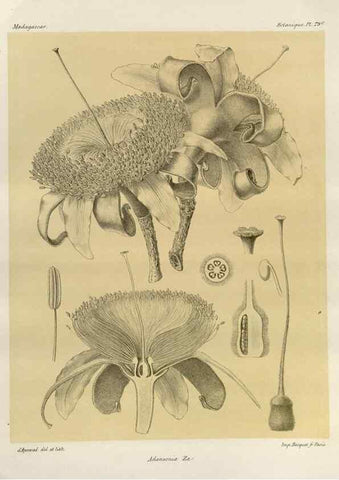 Reproducción/Reproduction 49785317683: Histoire physique, naturelle, et politique de Madagascar. Paris :Impr. nationale,1885-. 