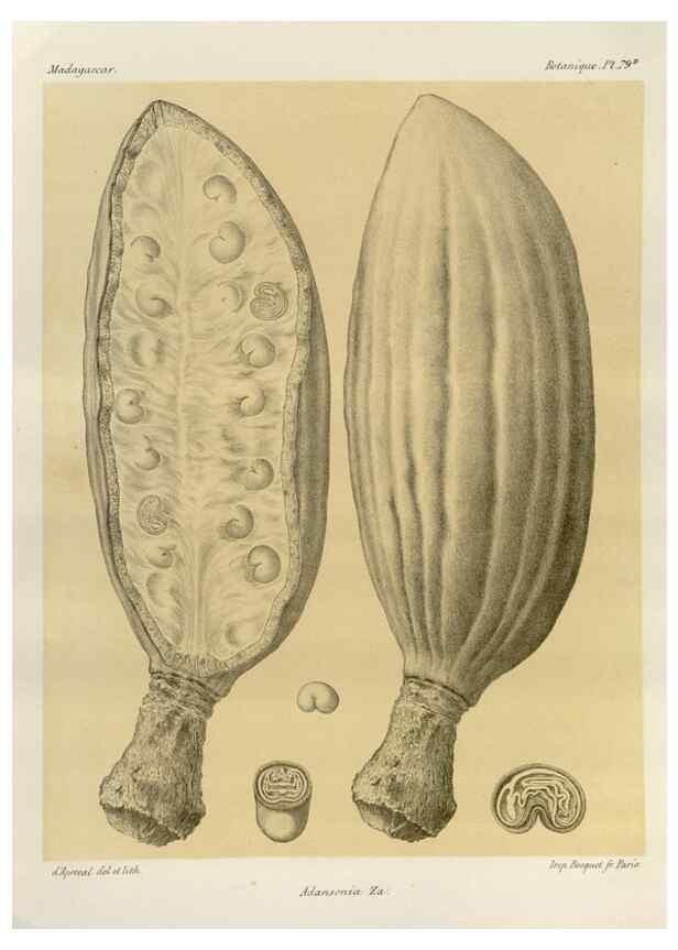 Reproducción/Reproduction 49785855341: Histoire physique, naturelle, et politique de Madagascar. Paris :Impr. nationale,1885-. 