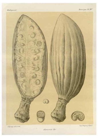 Reproducción/Reproduction 49785855341: Histoire physique, naturelle, et politique de Madagascar. Paris :Impr. nationale,1885-. 
