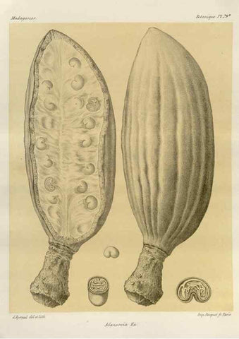 Reproducción/Reproduction 49785855341: Histoire physique, naturelle, et politique de Madagascar. Paris :Impr. nationale,1885-. 