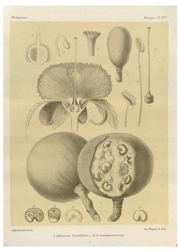 Reproducción/Reproduction 49785318303: Histoire physique, naturelle, et politique de Madagascar. Paris :Impr. nationale,1885-. 