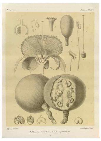 Reproducción/Reproduction 49785318303: Histoire physique, naturelle, et politique de Madagascar. Paris :Impr. nationale,1885-. 