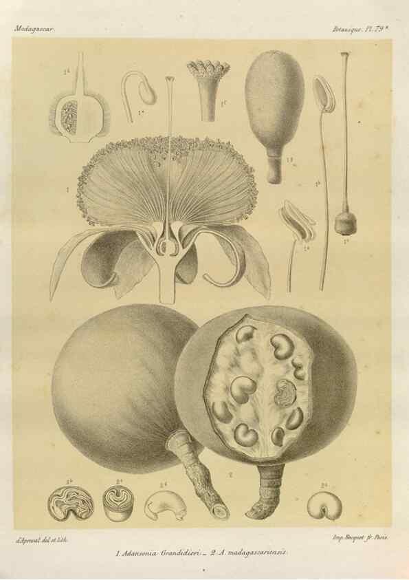 Reproducción/Reproduction 49785318303: Histoire physique, naturelle, et politique de Madagascar. Paris :Impr. nationale,1885-. 