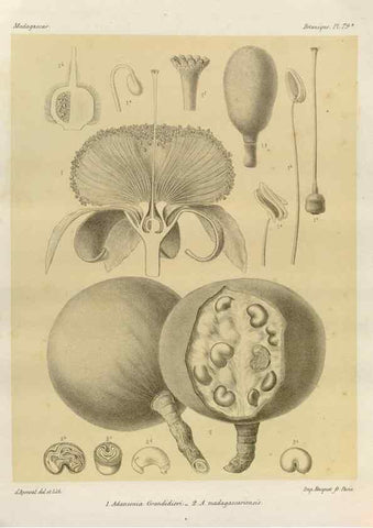 Reproducción/Reproduction 49785318303: Histoire physique, naturelle, et politique de Madagascar. Paris :Impr. nationale,1885-. 