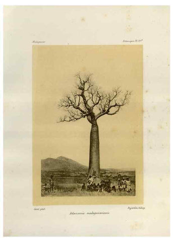 Reproducción/Reproduction 49785856056: Histoire physique, naturelle, et politique de Madagascar. Paris :Impr. nationale,1885-. 