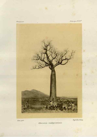 Reproducción/Reproduction 49785856056: Histoire physique, naturelle, et politique de Madagascar. Paris :Impr. nationale,1885-. 