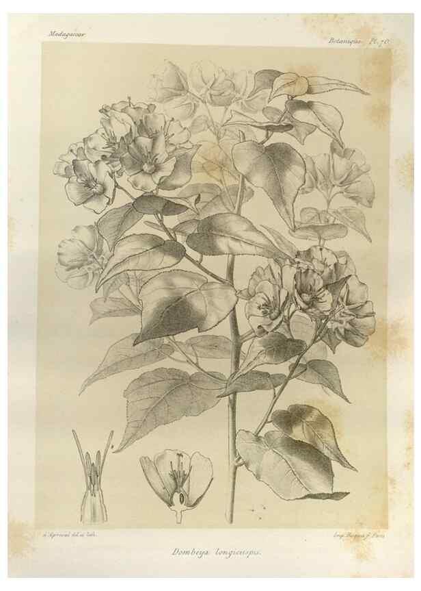 Reproducción/Reproduction 49785314778: Histoire physique, naturelle, et politique de Madagascar. Paris :Impr. nationale,1885-. 