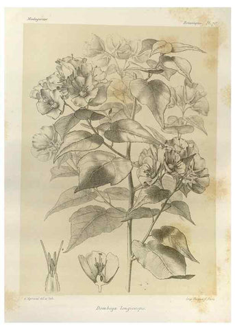 Reproducción/Reproduction 49785314778: Histoire physique, naturelle, et politique de Madagascar. Paris :Impr. nationale,1885-. 