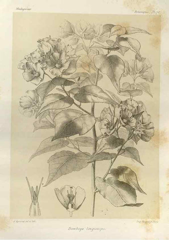 Reproducción/Reproduction 49785314778: Histoire physique, naturelle, et politique de Madagascar. Paris :Impr. nationale,1885-. 