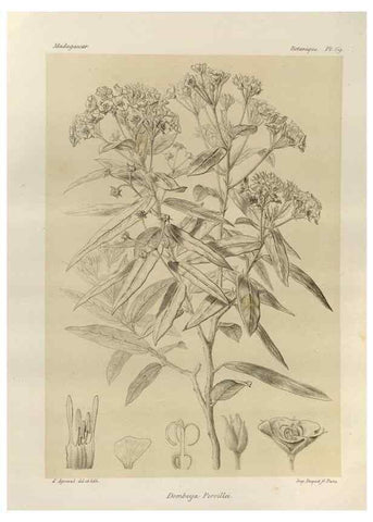 Reproducción/Reproduction 49786173297: Histoire physique, naturelle, et politique de Madagascar. Paris :Impr. nationale,1885-. 