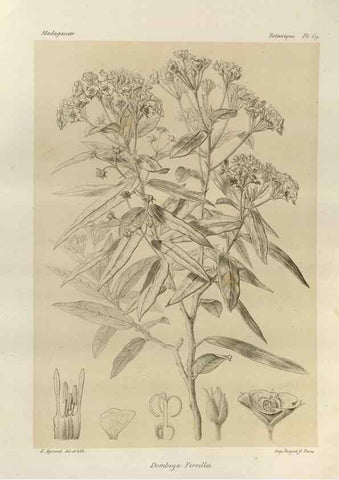 Reproducción/Reproduction 49786173297: Histoire physique, naturelle, et politique de Madagascar. Paris :Impr. nationale,1885-. 