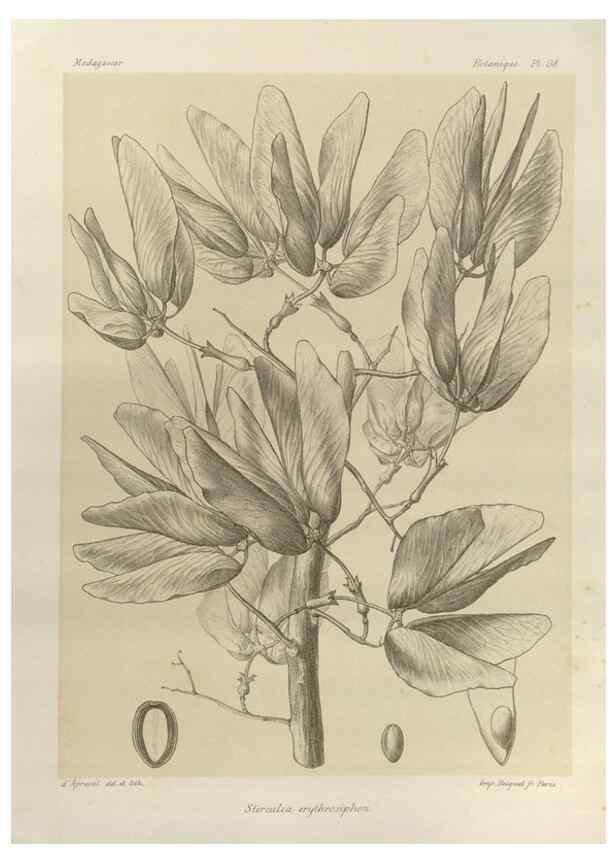 Reproducción/Reproduction 49785851381: Histoire physique, naturelle, et politique de Madagascar. Paris :Impr. nationale,1885-. 