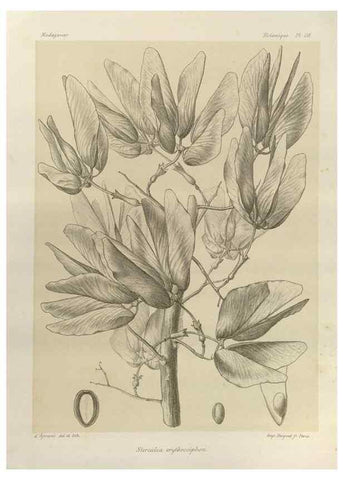 Reproducción/Reproduction 49785851381: Histoire physique, naturelle, et politique de Madagascar. Paris :Impr. nationale,1885-. 