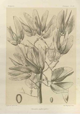 Reproducción/Reproduction 49785851381: Histoire physique, naturelle, et politique de Madagascar. Paris :Impr. nationale,1885-. 