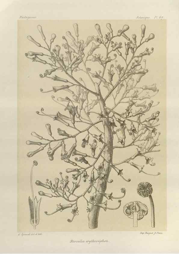 Reproducción/Reproduction 49786172877: Histoire physique, naturelle, et politique de Madagascar. Paris :Impr. nationale,1885-. 