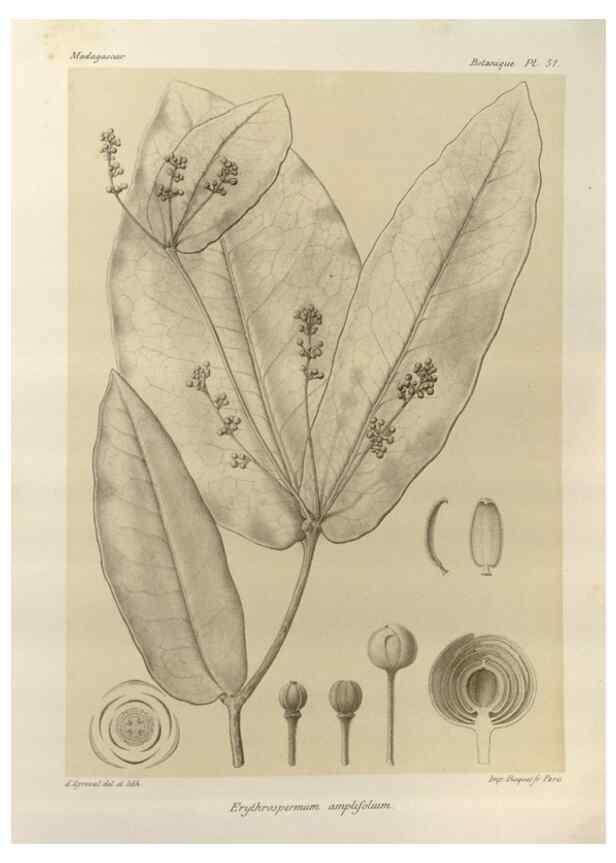 Reproducción/Reproduction 49785845931: Histoire physique, naturelle, et politique de Madagascar. Paris :Impr. nationale,1885-. 