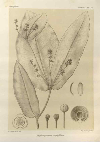 Reproducción/Reproduction 49785845931: Histoire physique, naturelle, et politique de Madagascar. Paris :Impr. nationale,1885-. 