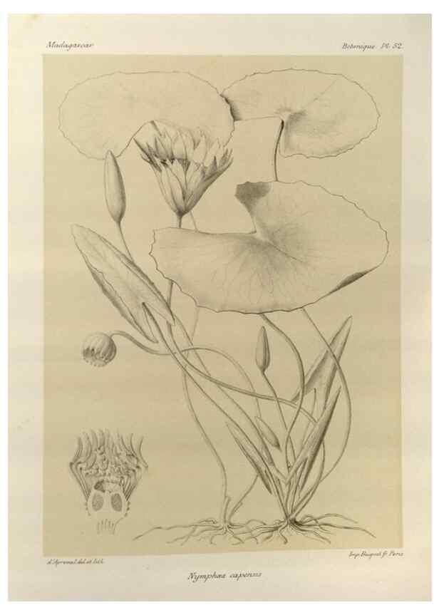 Reproducción/Reproduction 49786167877: Histoire physique, naturelle, et politique de Madagascar. Paris :Impr. nationale,1885-. 