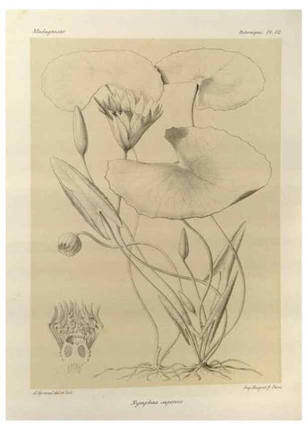 Reproducción/Reproduction 49786167877: Histoire physique, naturelle, et politique de Madagascar. Paris :Impr. nationale,1885-. 