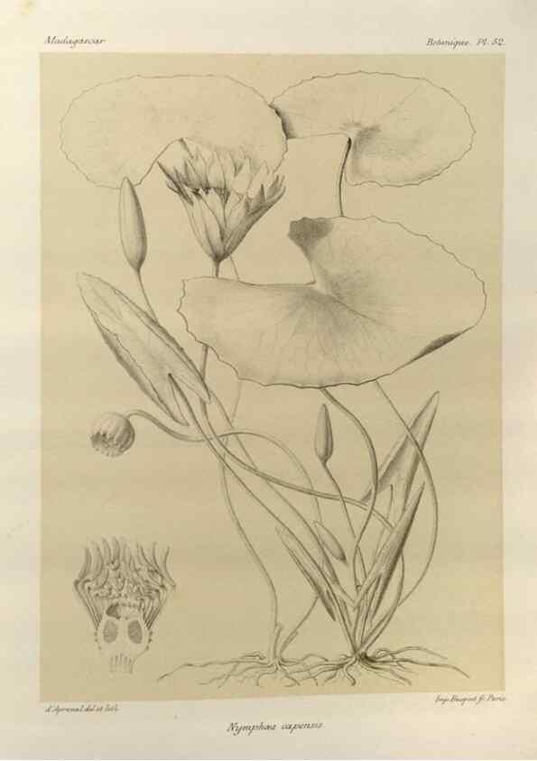 Reproducción/Reproduction 49786167877: Histoire physique, naturelle, et politique de Madagascar. Paris :Impr. nationale,1885-. 