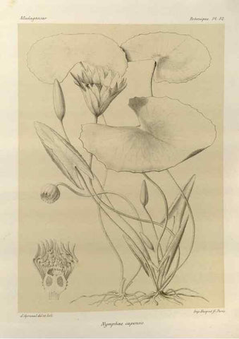 Reproducción/Reproduction 49786167877: Histoire physique, naturelle, et politique de Madagascar. Paris :Impr. nationale,1885-. 