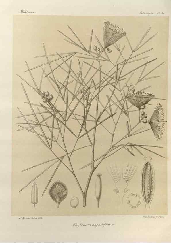 Reproducción/Reproduction 49785309783: Histoire physique, naturelle, et politique de Madagascar. Paris :Impr. nationale,1885-. 
