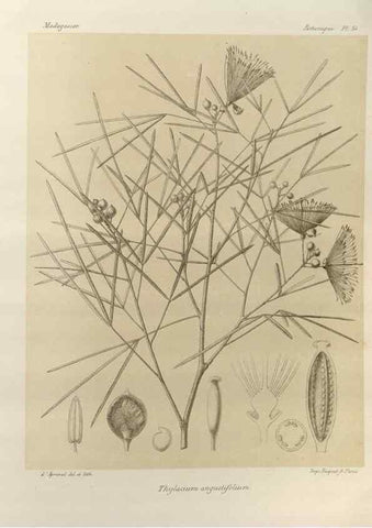 Reproducción/Reproduction 49785309783: Histoire physique, naturelle, et politique de Madagascar. Paris :Impr. nationale,1885-. 