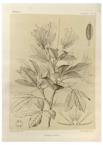 Reproducción/Reproduction 49785310113: Histoire physique, naturelle, et politique de Madagascar. Paris :Impr. nationale,1885-. 