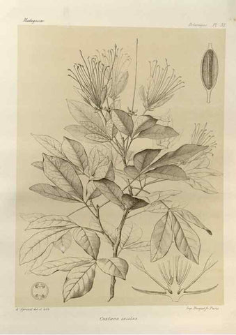 Reproducción/Reproduction 49785310113: Histoire physique, naturelle, et politique de Madagascar. Paris :Impr. nationale,1885-. 
