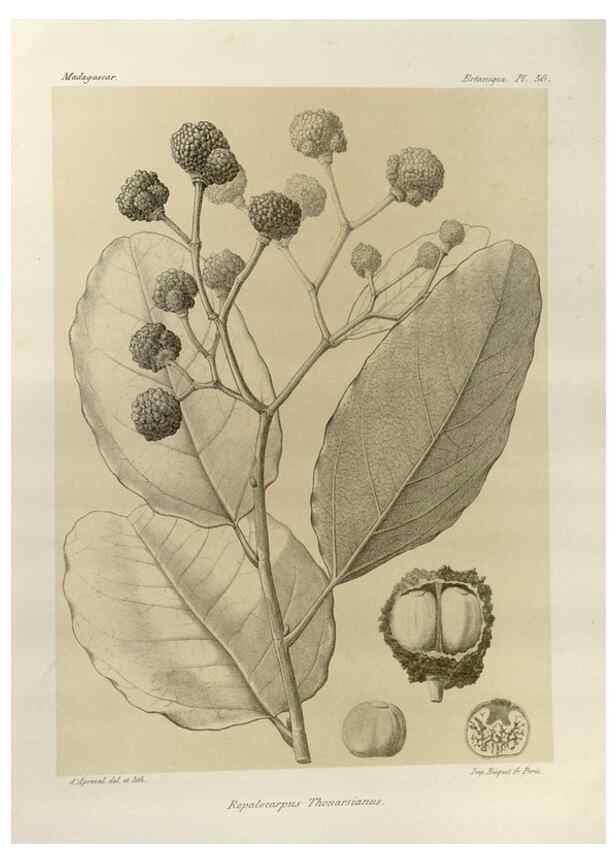 Reproducción/Reproduction 49785847406: Histoire physique, naturelle, et politique de Madagascar. Paris :Impr. nationale,1885-. 