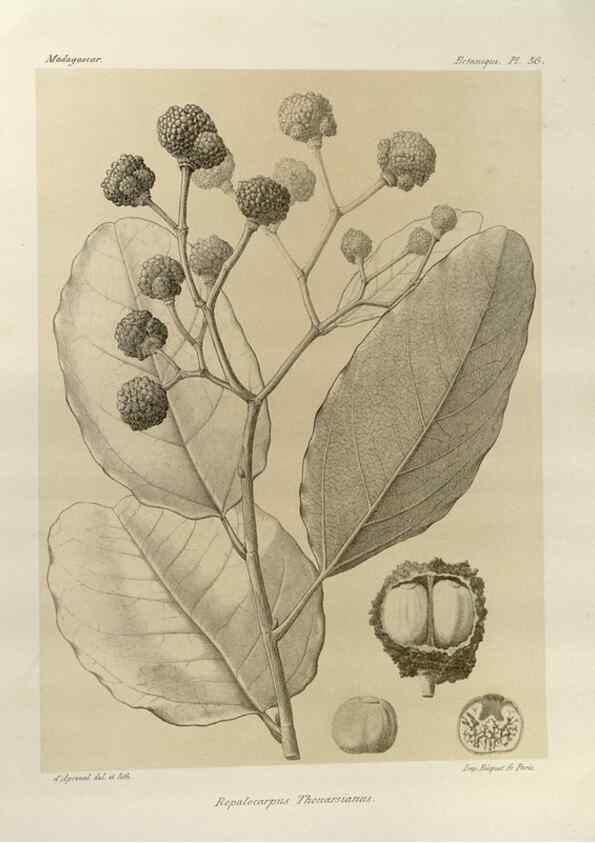 Reproducción/Reproduction 49785847406: Histoire physique, naturelle, et politique de Madagascar. Paris :Impr. nationale,1885-. 