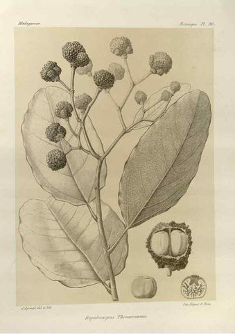 Reproducción/Reproduction 49785847406: Histoire physique, naturelle, et politique de Madagascar. Paris :Impr. nationale,1885-. 