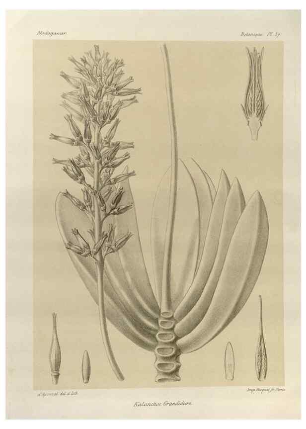 Reproducción/Reproduction 49786169592: Histoire physique, naturelle, et politique de Madagascar. Paris :Impr. nationale,1885-. 